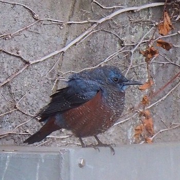 Blue Rock Thrush 隅田公園 Sun, 3/12/2017