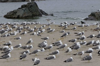 ウミネコ 場所が不明 2021年5月28日(金)