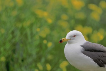 ウミネコ 場所が不明 2021年5月28日(金)