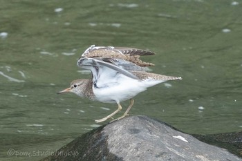 Common Sandpiper 平成榛原子供のもり公園 Fri, 5/28/2021