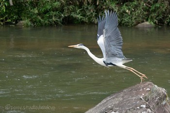 Grey Heron 平成榛原子供のもり公園 Fri, 5/28/2021