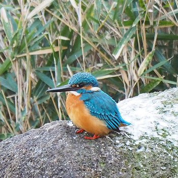 Common Kingfisher 隅田公園 Sun, 3/12/2017