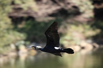 Great Cormorant Akashi Park Sun, 3/12/2017