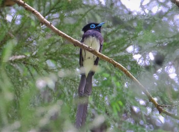 サンコウチョウ 八王子城址 2021年5月26日(水)