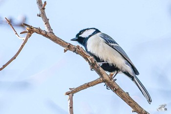 Japanese Tit 福岡県北九州市若松区高須 Sat, 2/13/2021