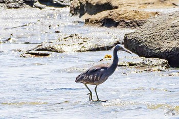 クロサギ 狩尾岬 2021年5月3日(月)