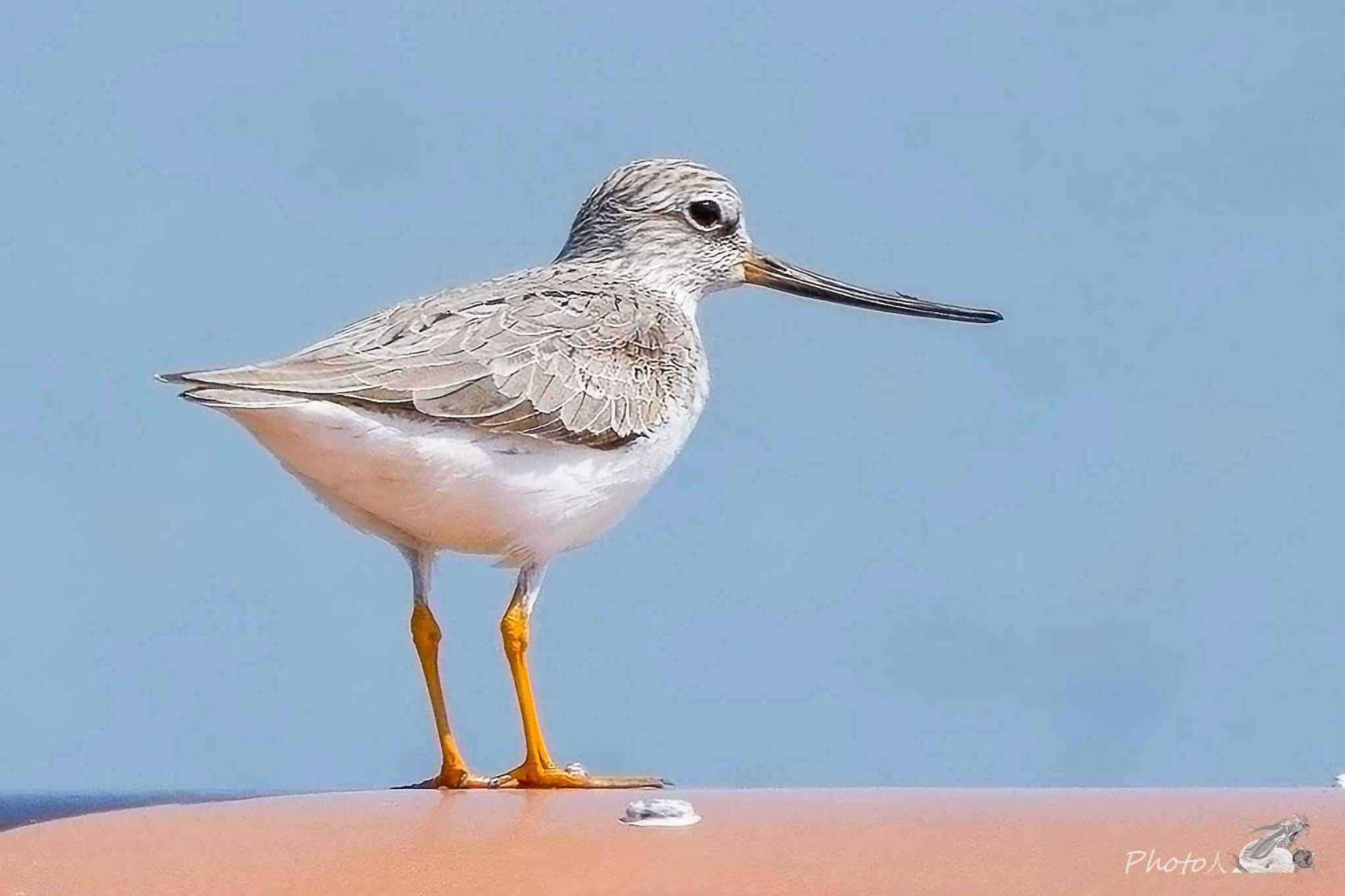 Photo of Terek Sandpiper at 響灘ビオトープ by photo人（ふおとびと）