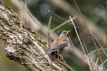 Pale Thrush 北九州市若松区頓田貯水池 Sat, 2/6/2021