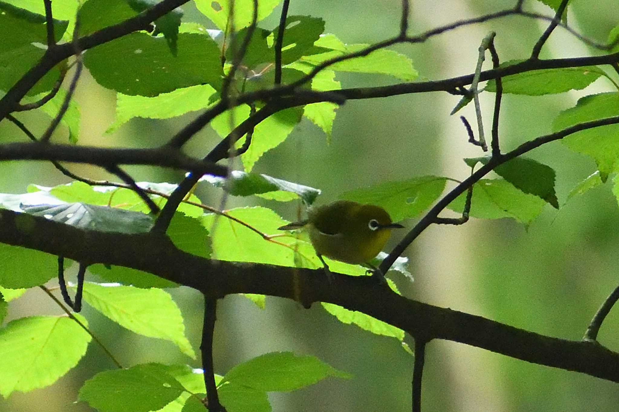 Warbling White-eye