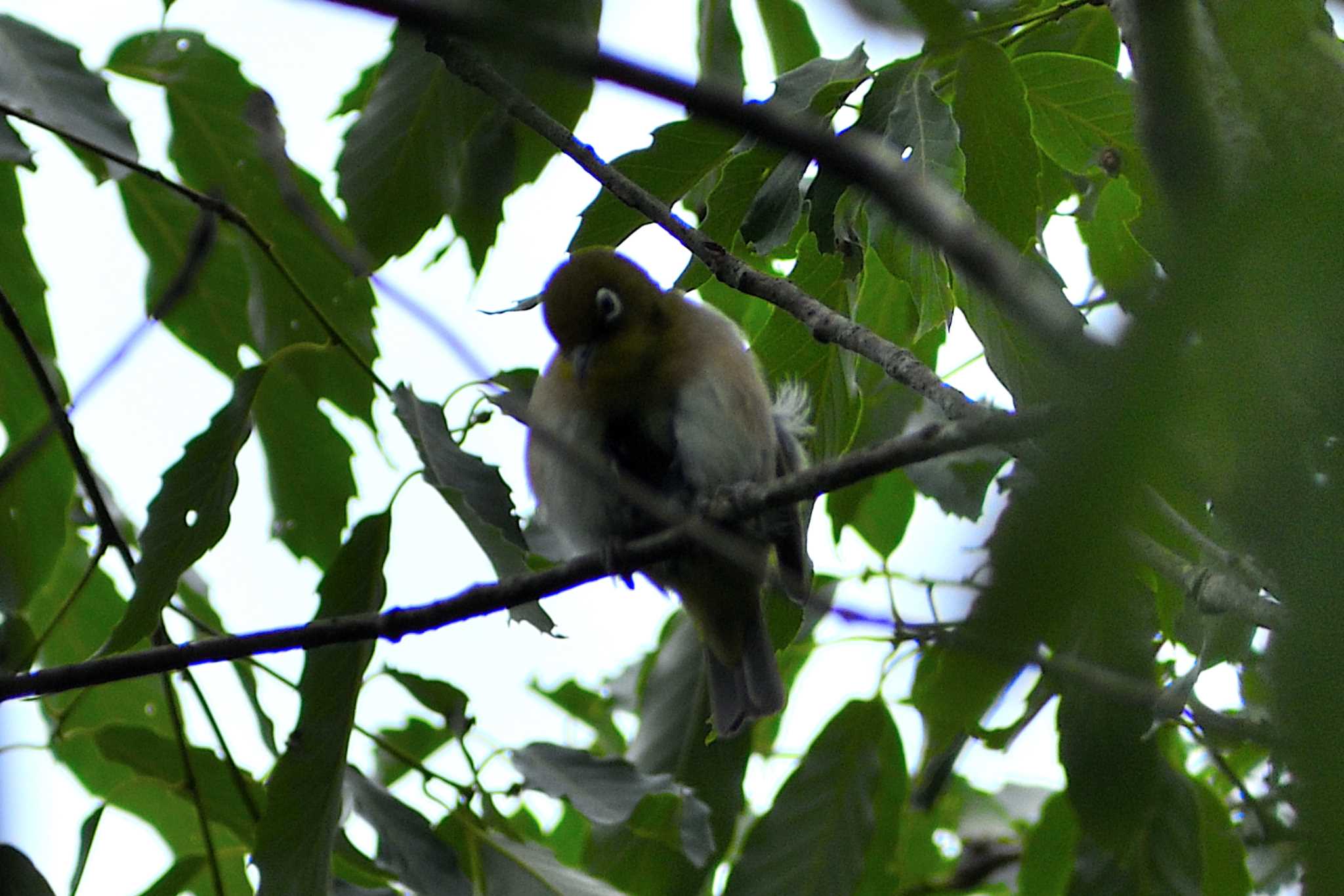 Warbling White-eye