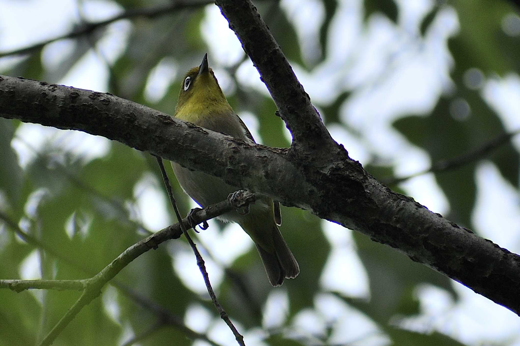 Warbling White-eye