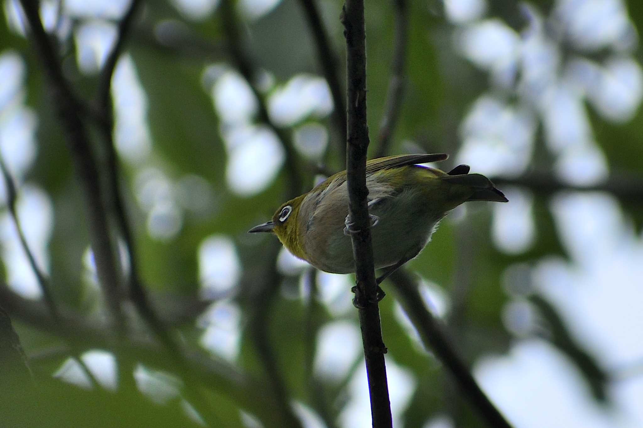 Warbling White-eye