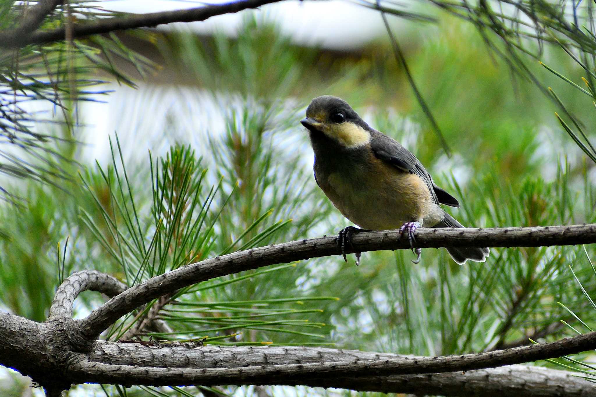 Varied Tit