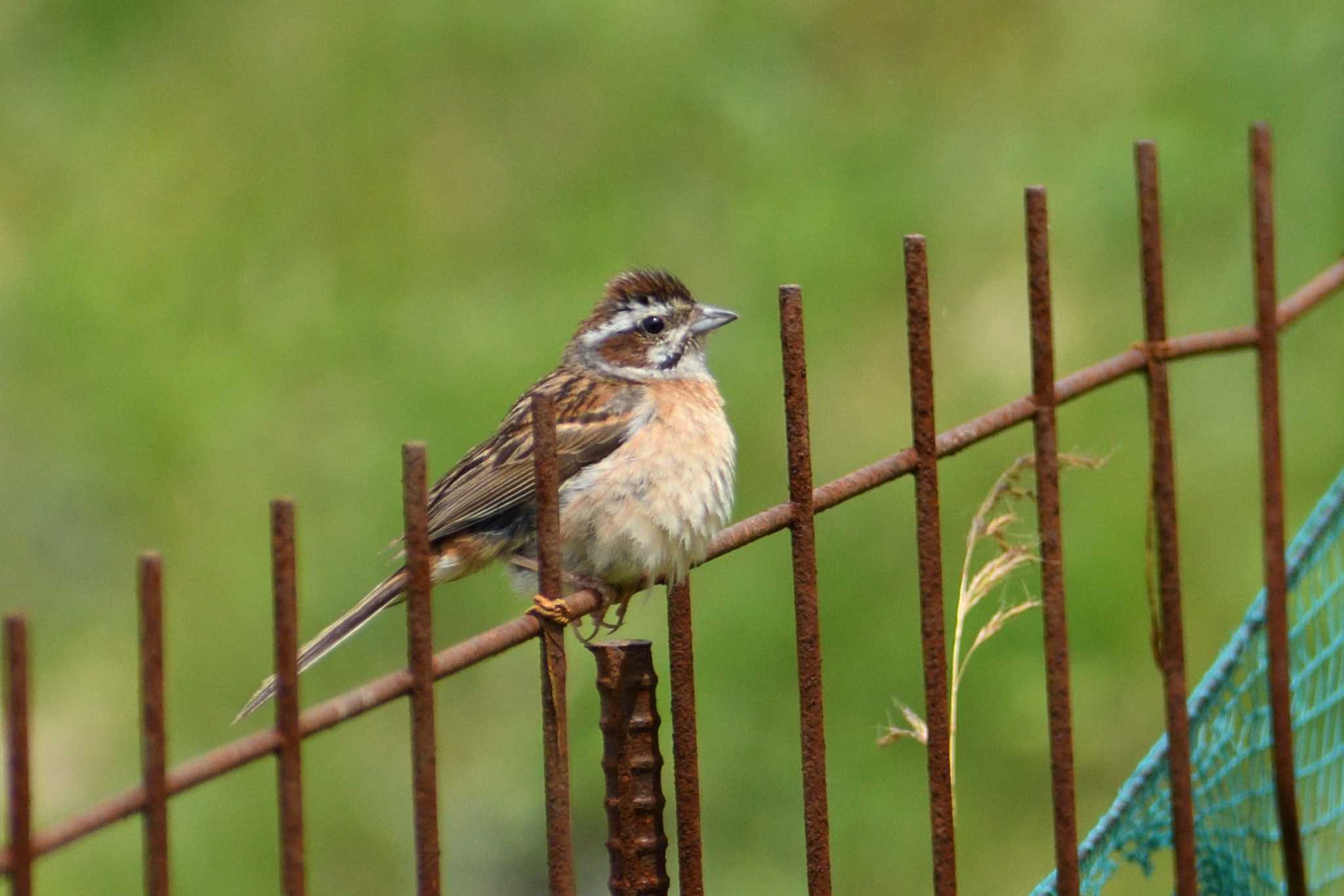 Meadow Bunting