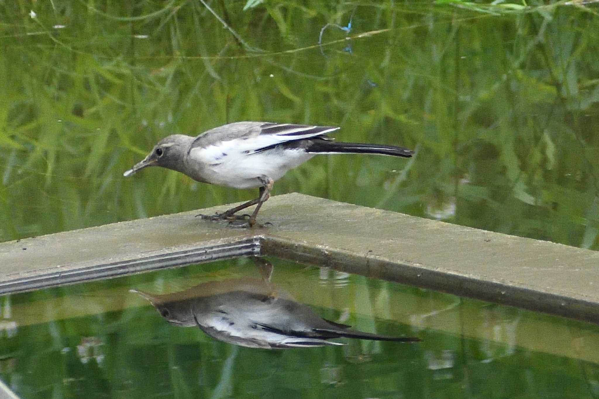 White Wagtail