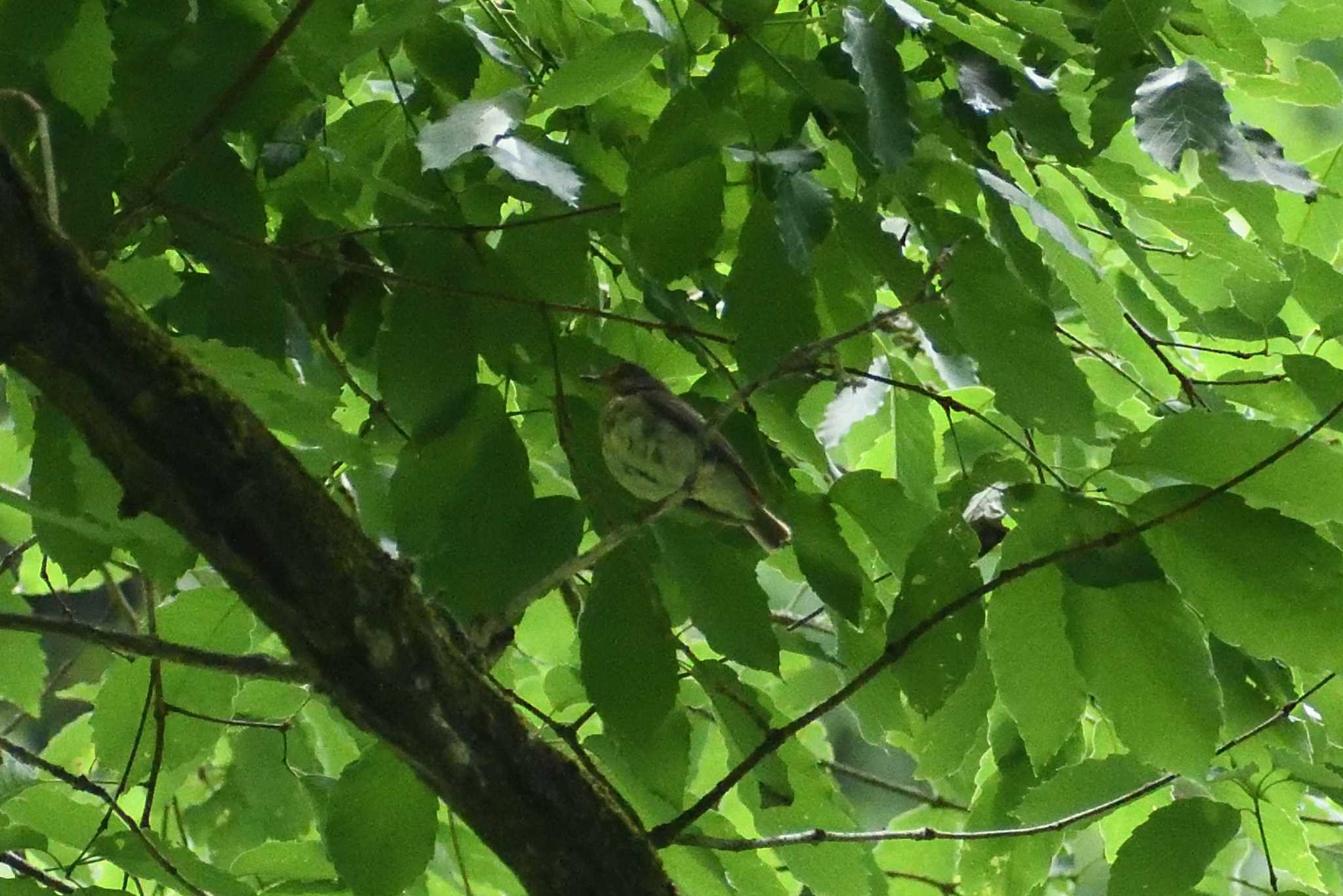 Brown-eared Bulbul