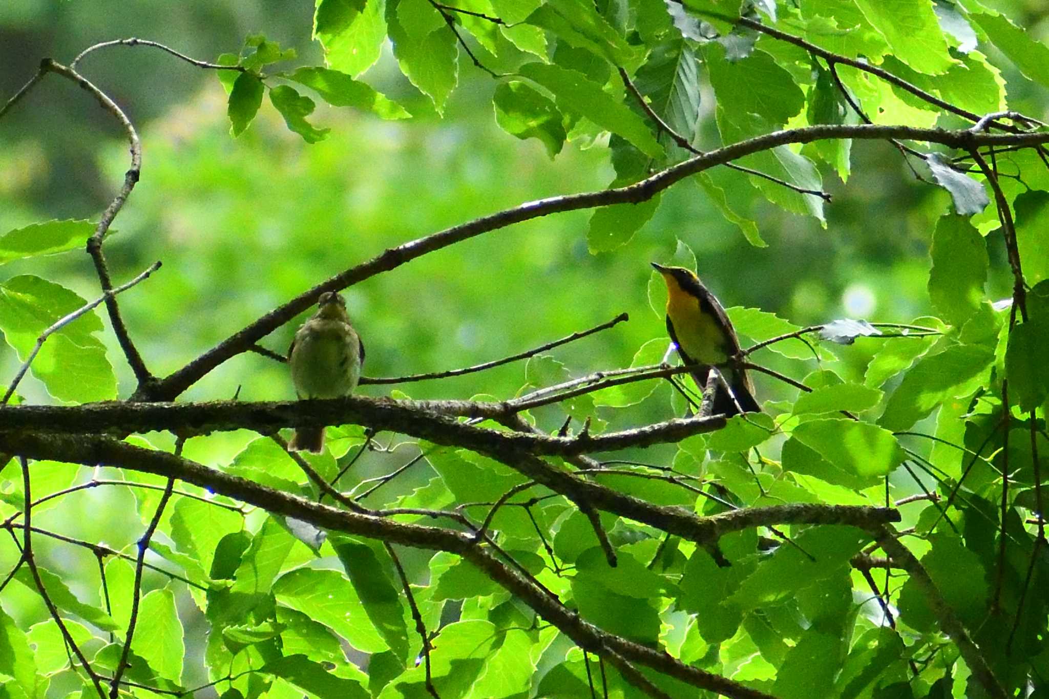 Narcissus Flycatcher