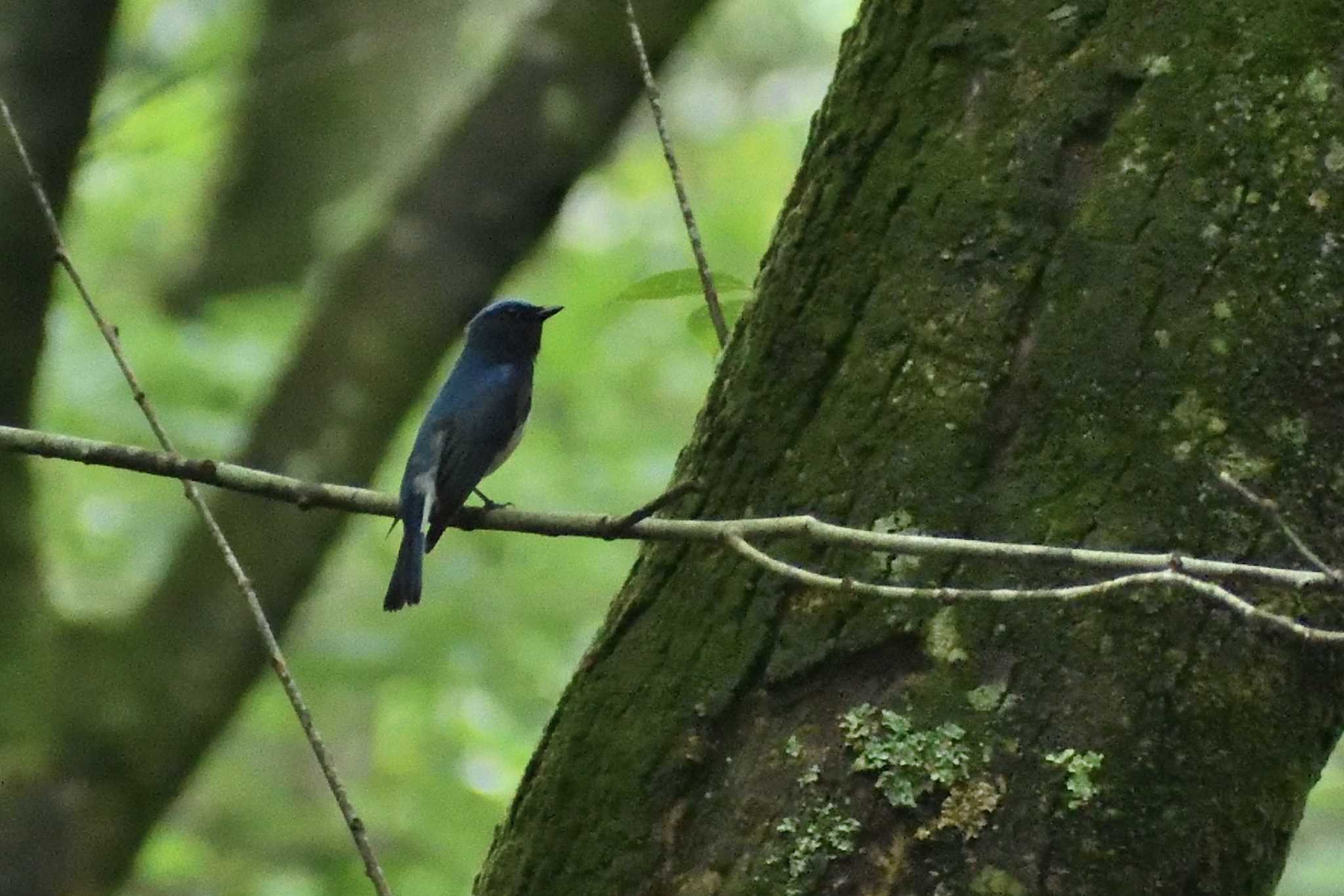 Blue-and-white Flycatcher