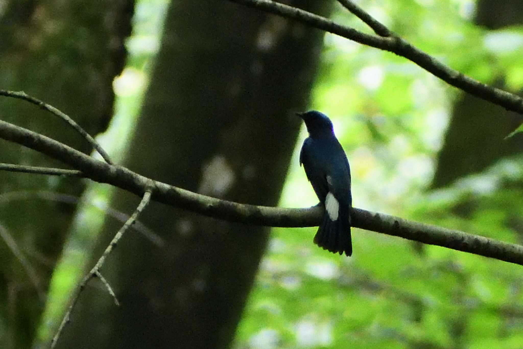 Blue-and-white Flycatcher