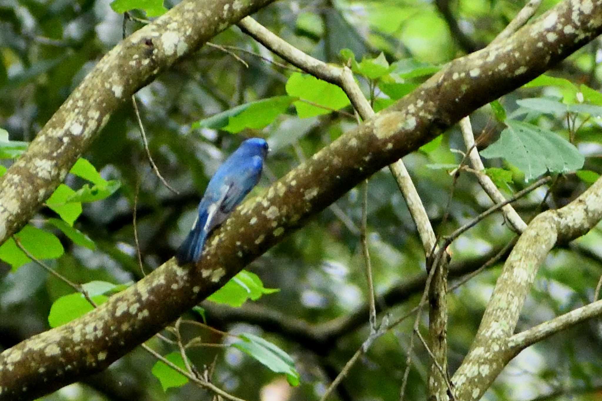 Blue-and-white Flycatcher