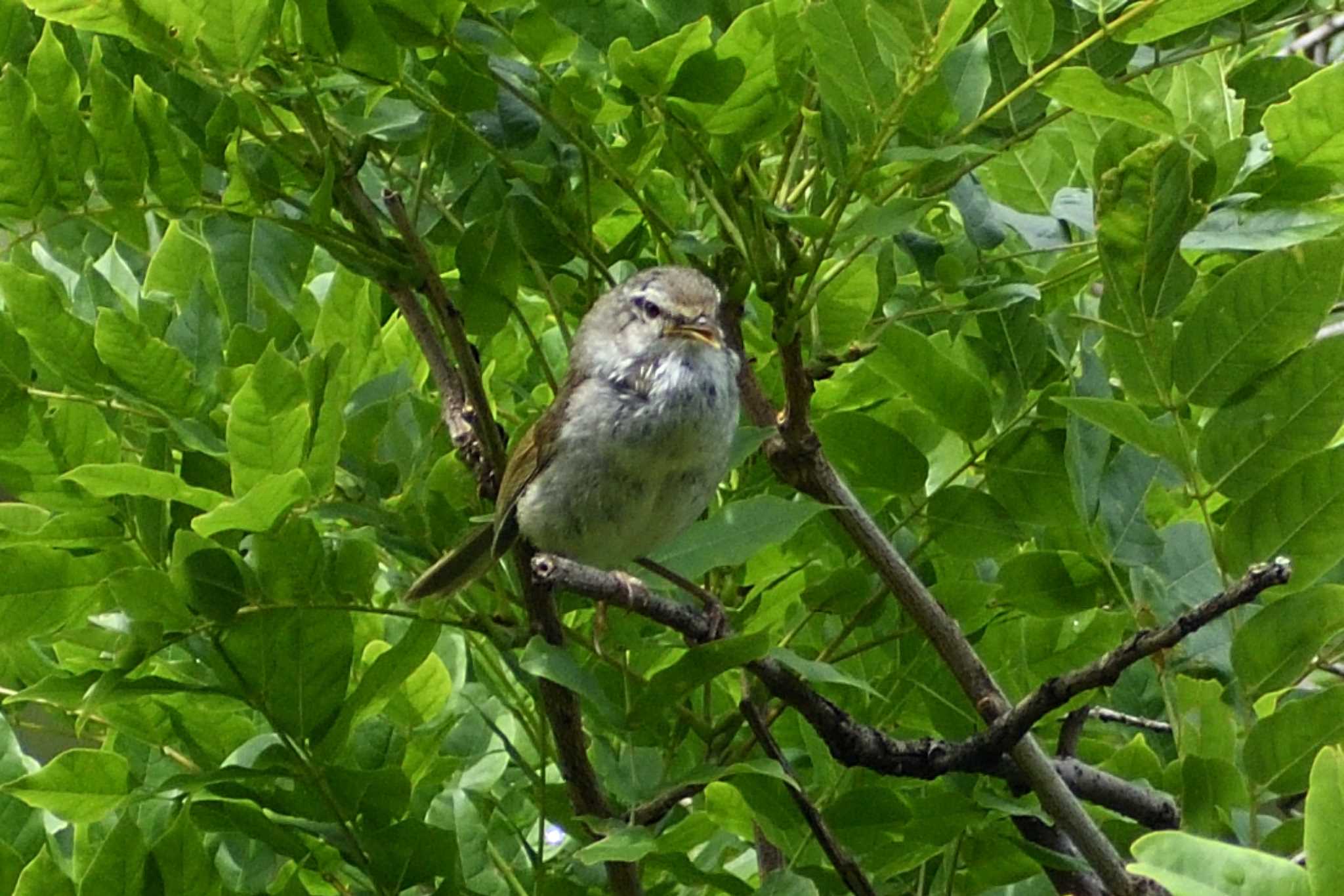 Japanese Bush Warbler