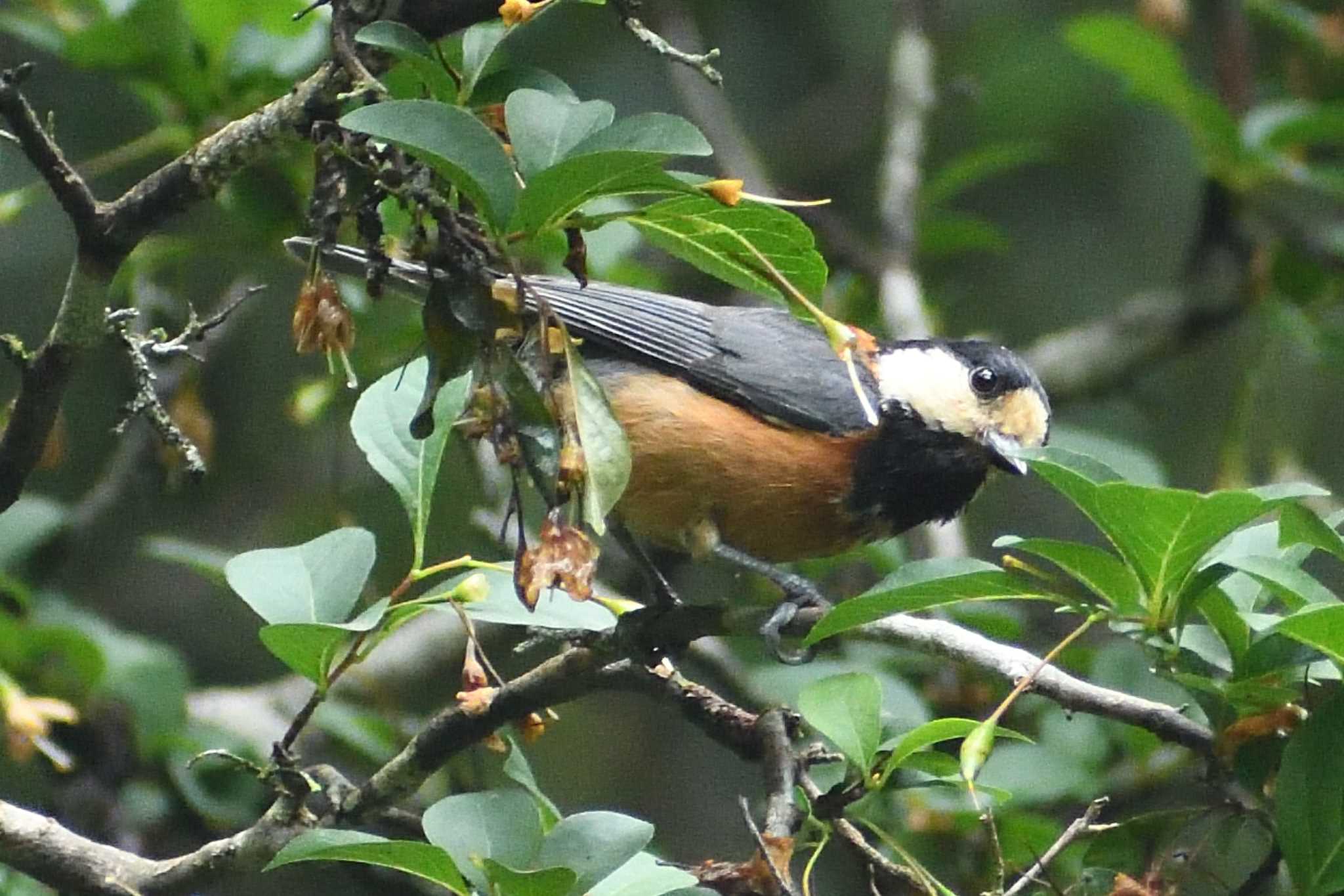 Varied Tit