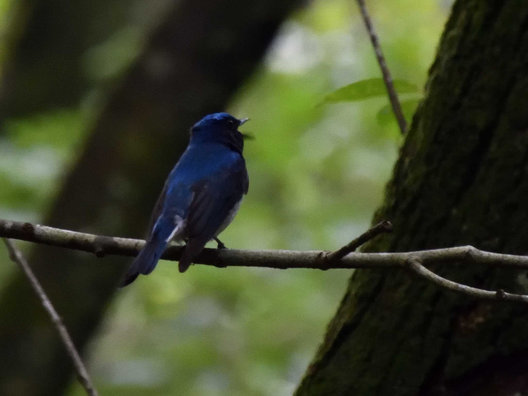 Blue-and-white Flycatcher