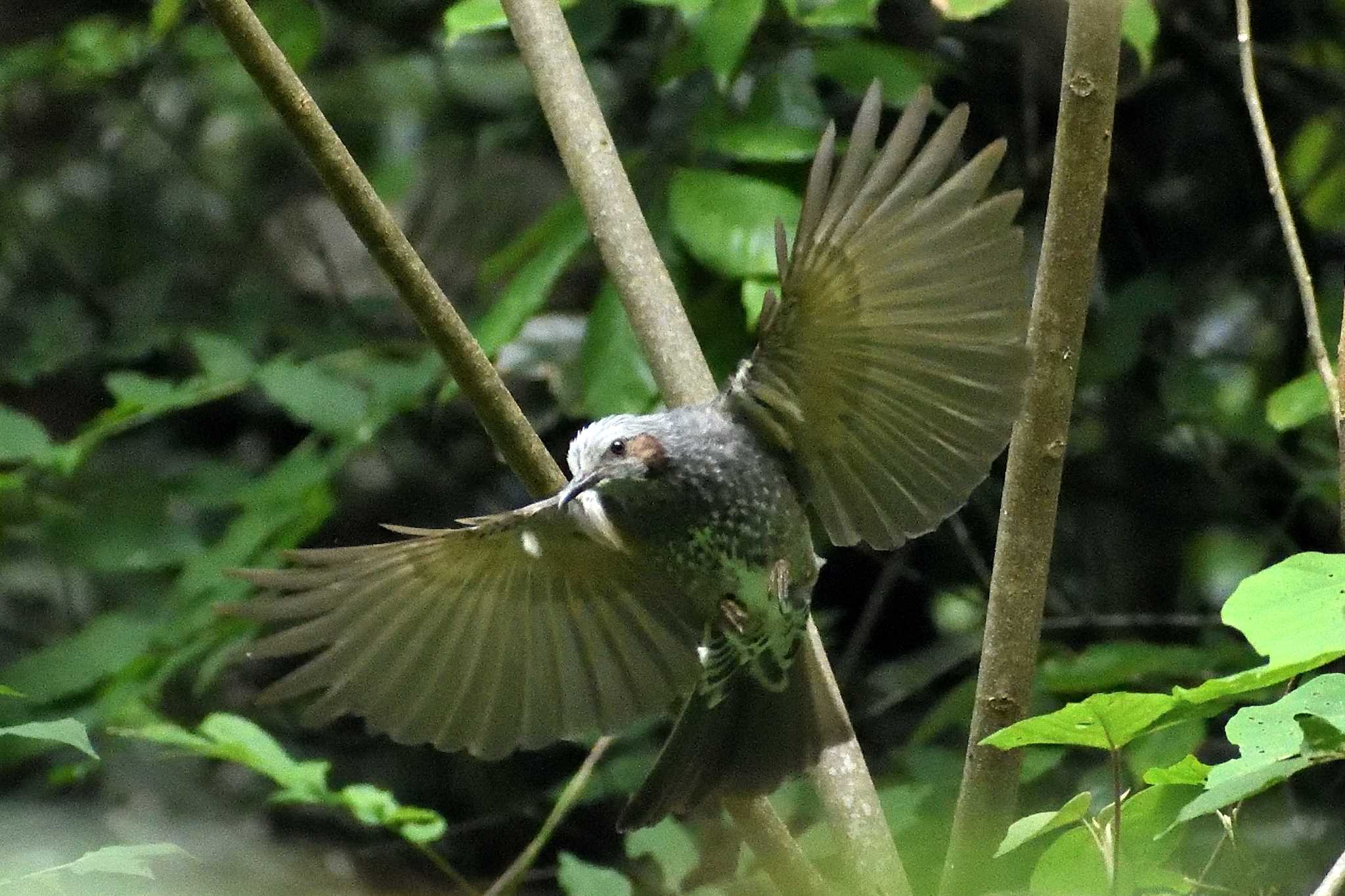 Brown-eared Bulbul