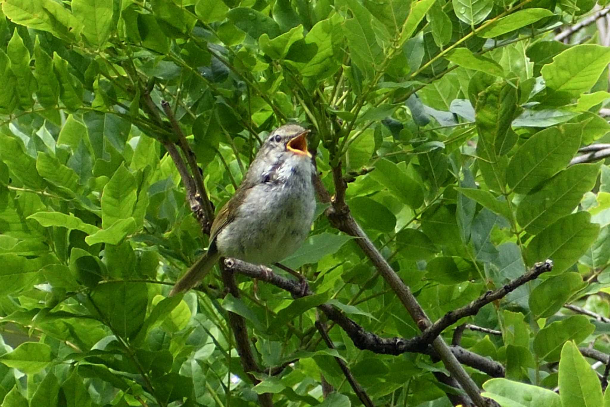 Japanese Bush Warbler