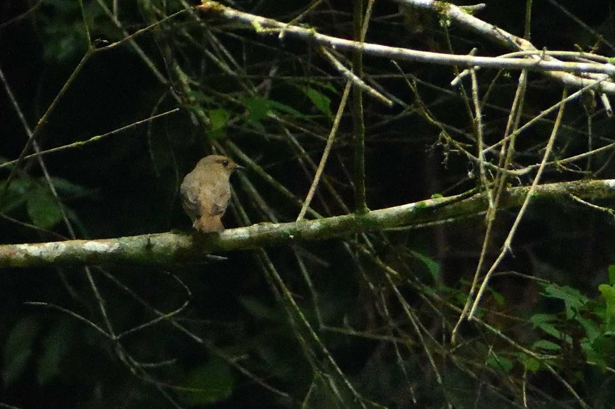 Japanese Accentor