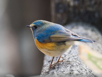 Red-flanked Bluetail 甲山森林公園 Sun, 1/29/2017