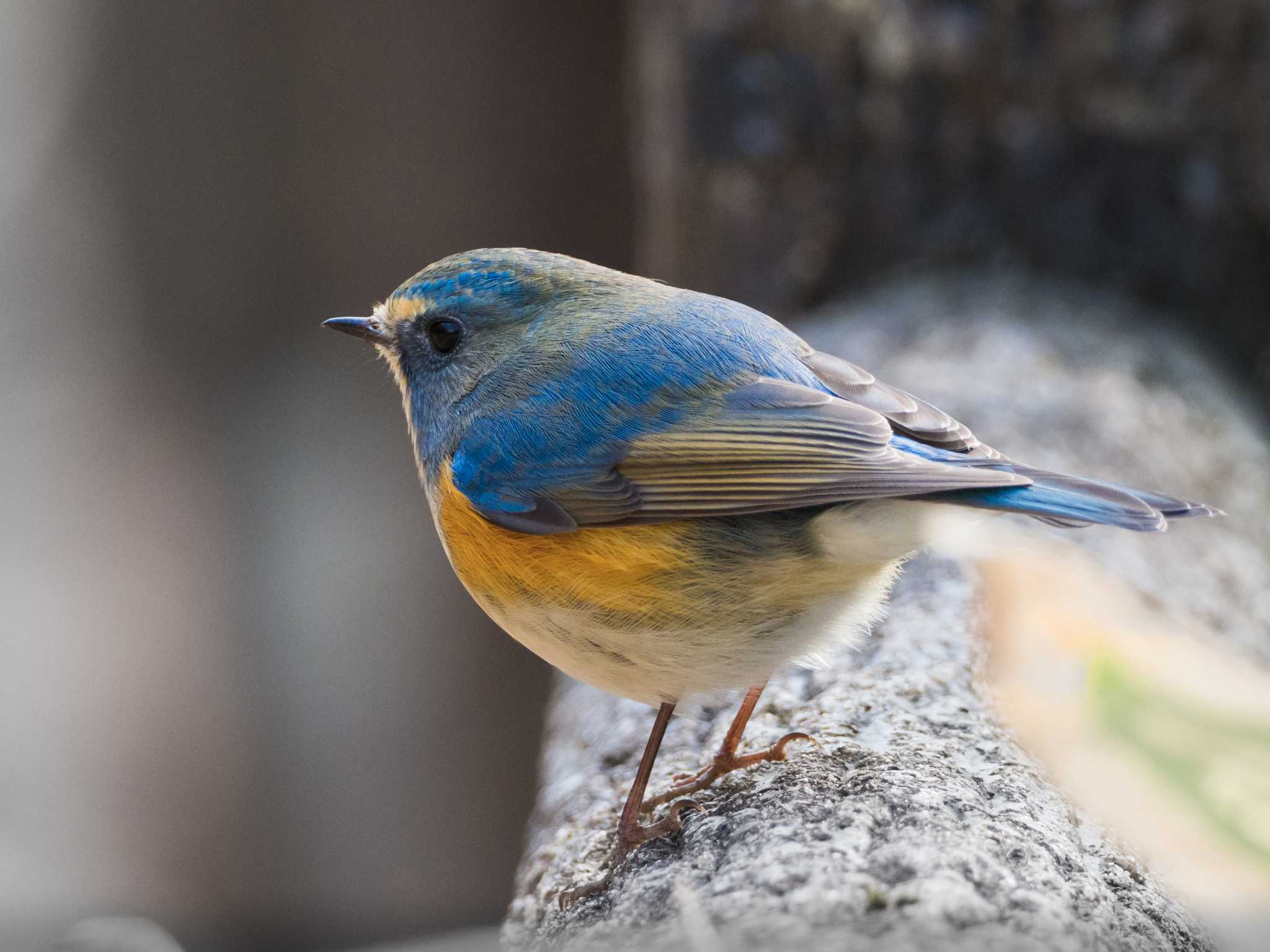 Photo of Red-flanked Bluetail at 甲山森林公園 by ハク