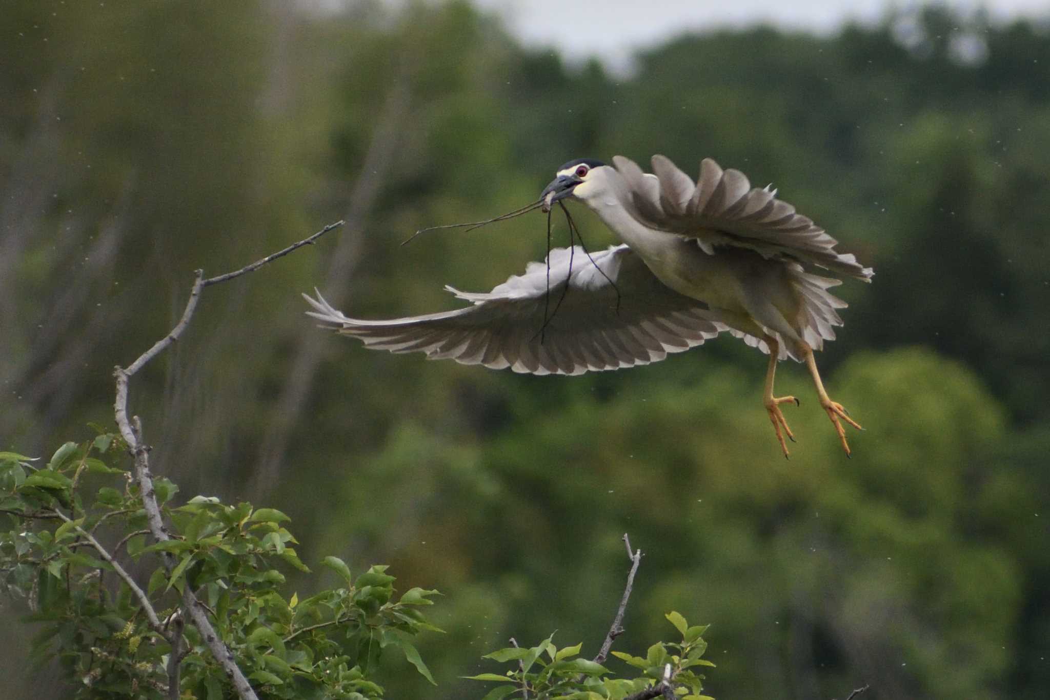 Black-crowned Night Heron