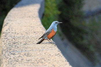 イソヒヨドリ 宍道湖 2021年5月3日(月)