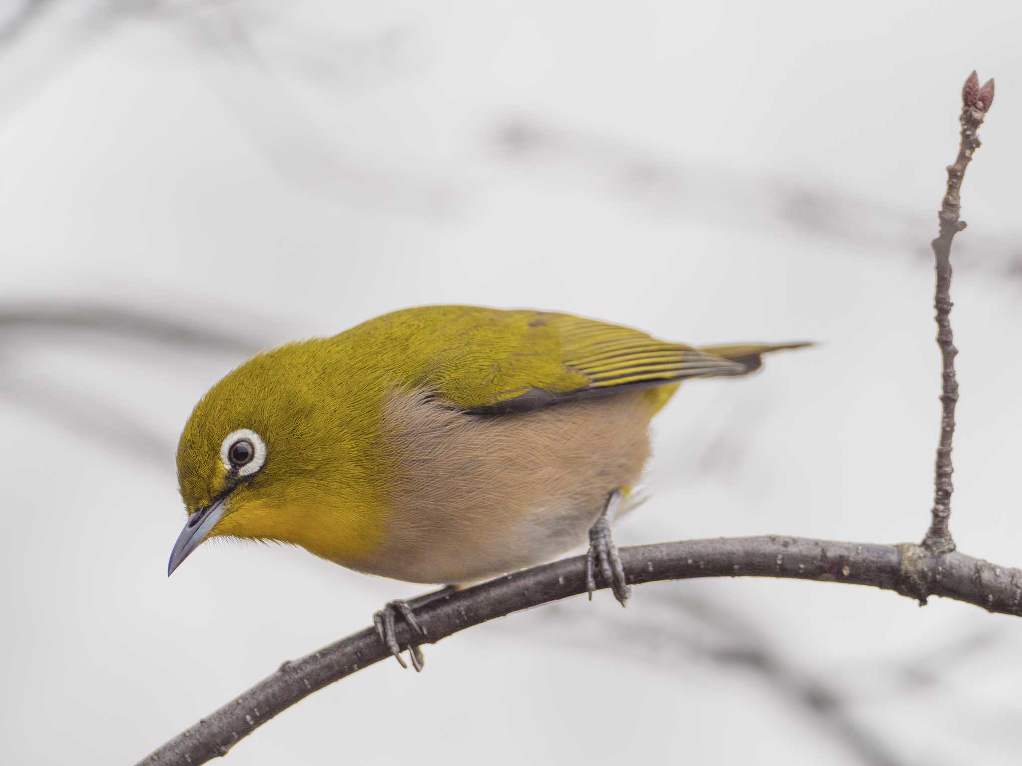 Photo of Warbling White-eye at 甲山森林公園 by ハク