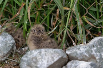 ウミネコ 場所が不明 2021年5月28日(金)