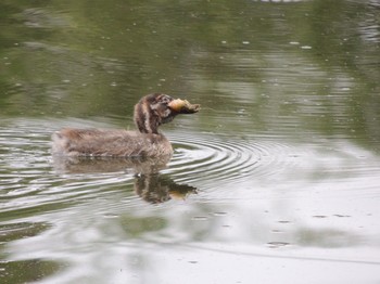 カイツブリ 石神井公園 2021年5月28日(金)