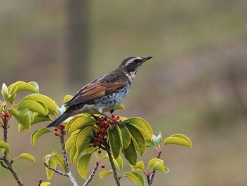 Dusky Thrush 甲山森林公園 Sun, 1/29/2017