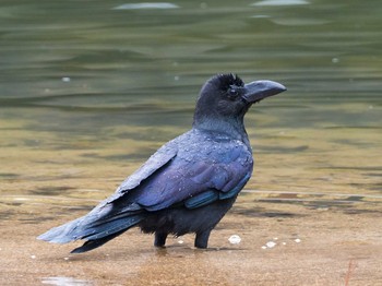 Large-billed Crow 甲山森林公園 Sun, 1/29/2017