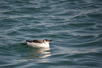 Common Murre 北海道広尾町 Sun, 1/27/2013