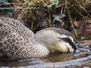 Eastern Spot-billed Duck 甲山森林公園 Sun, 1/29/2017