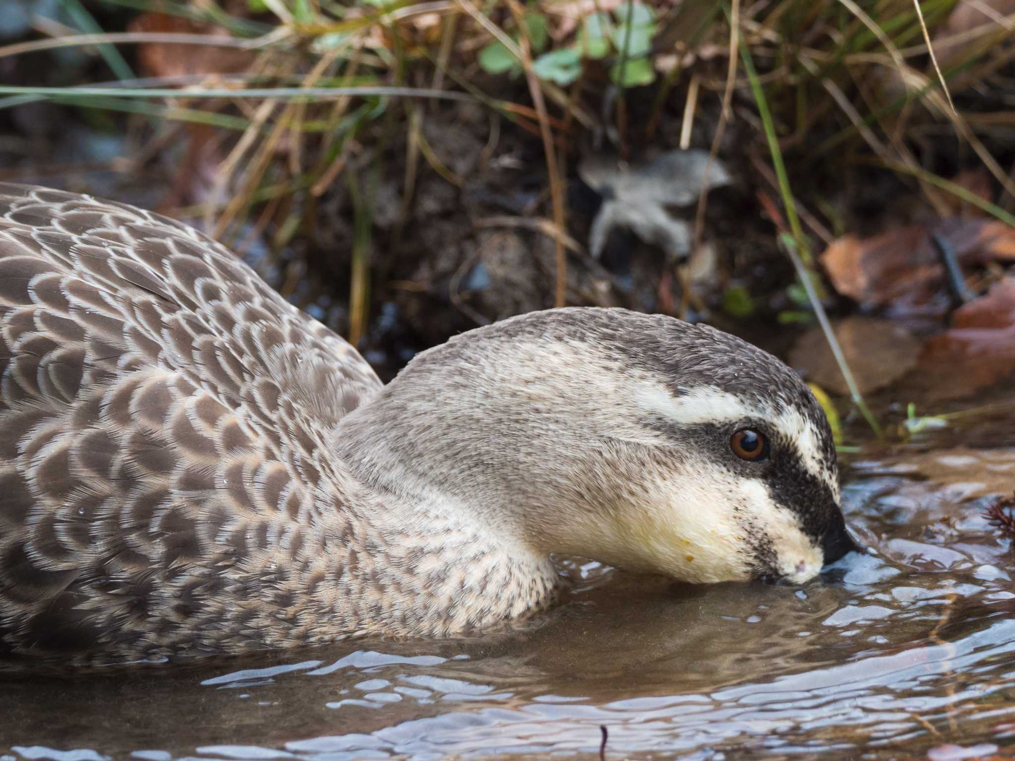 Photo of Eastern Spot-billed Duck at 甲山森林公園 by ハク