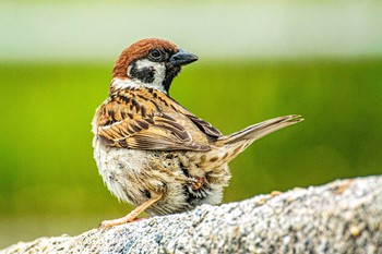 Eurasian Tree Sparrow 藤江海岸(兵庫県明石市) Tue, 5/11/2021