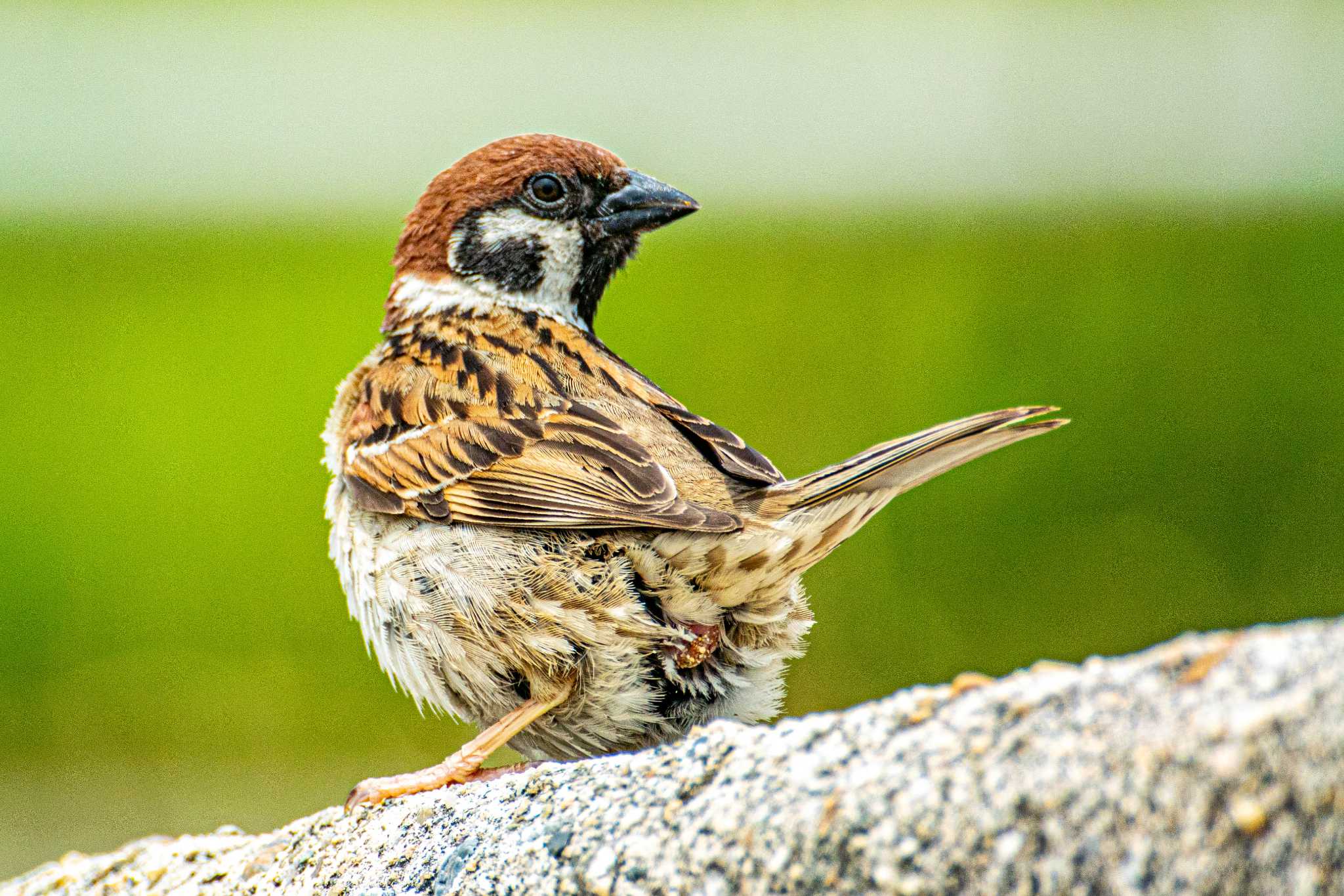 Photo of Eurasian Tree Sparrow at 藤江海岸(兵庫県明石市) by ときのたまお