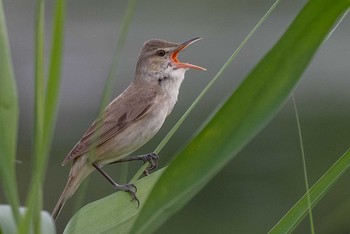 Oriental Reed Warbler 京都府木津川市 Sat, 5/29/2021