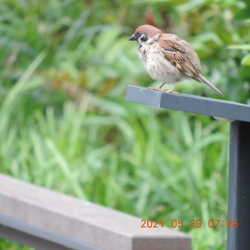 Eurasian Tree Sparrow 豊洲 Sat, 5/29/2021