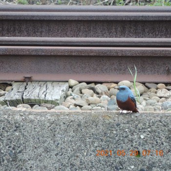 Blue Rock Thrush 晴海 Sat, 5/29/2021