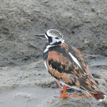 Ruddy Turnstone 豊洲 Sat, 5/29/2021