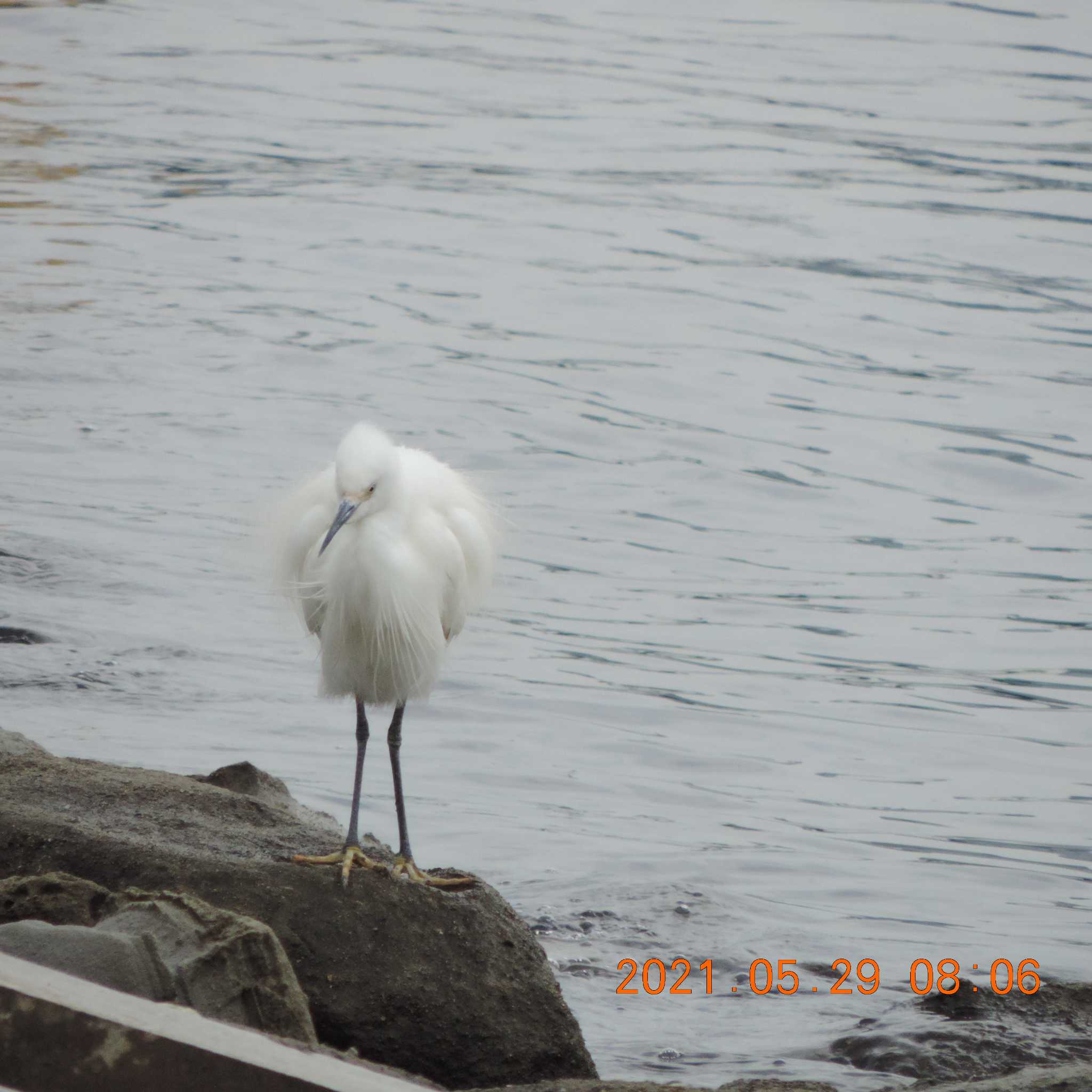 Photo of Little Egret at 豊洲 by K2Uchihira