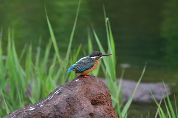 2021年5月29日(土) 長浜公園の野鳥観察記録